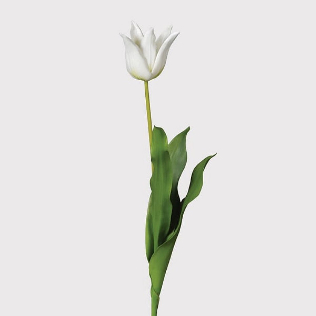 Flowering Tulip Stem