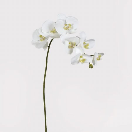 Webb House - White Orchid Stem